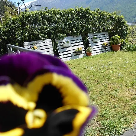Viola *